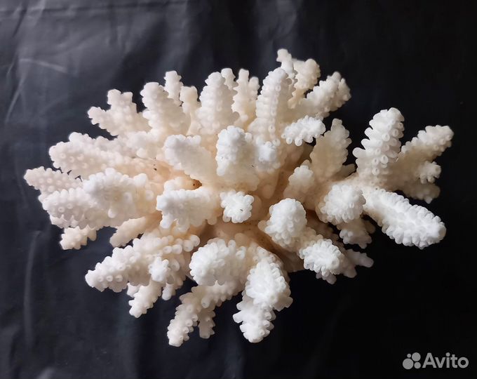 Морские кораллы