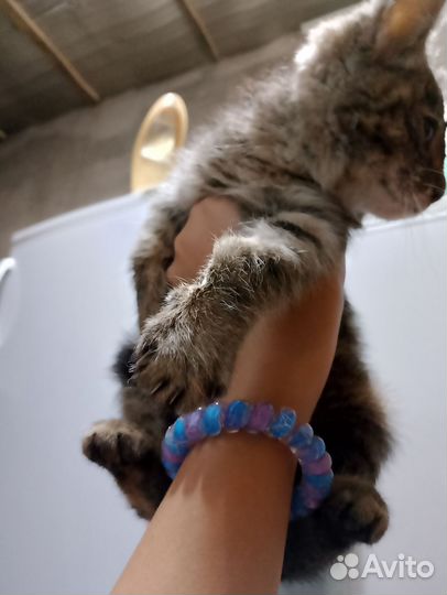 Котенок девочка в добрые руки