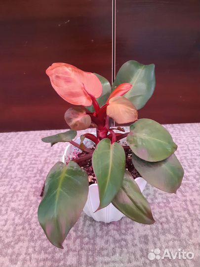 Филадендрон Черри Ред