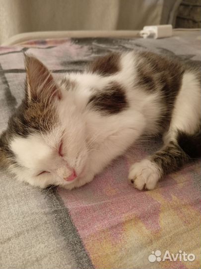 Котёнк