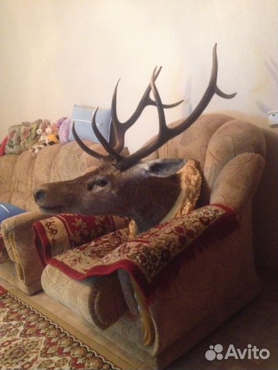 Чучело оленя