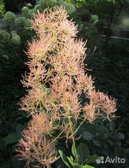 Скумпия кожевенная, семена