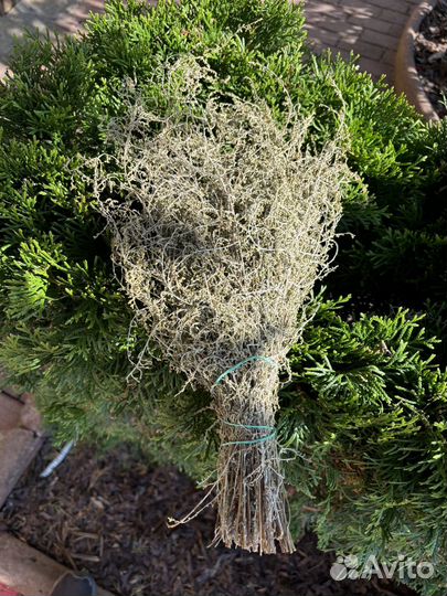 Полынь для бани