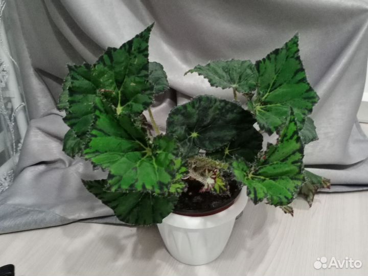 Сансевиерия