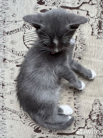 Отдам котёнка