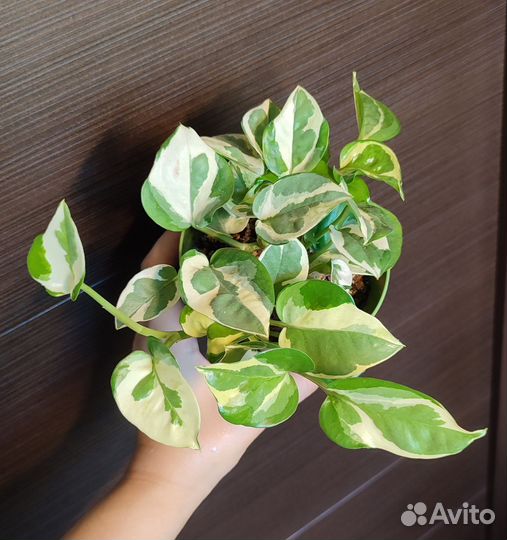 Сингониумы, сциндапсус