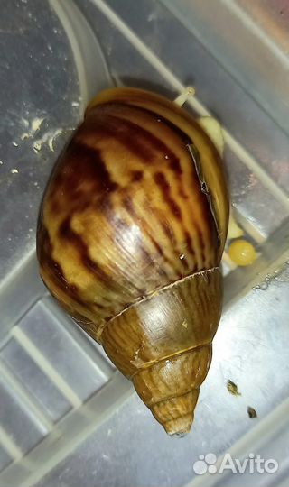 Ахатины тигровые