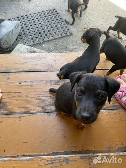 Щенки ягдтерьера