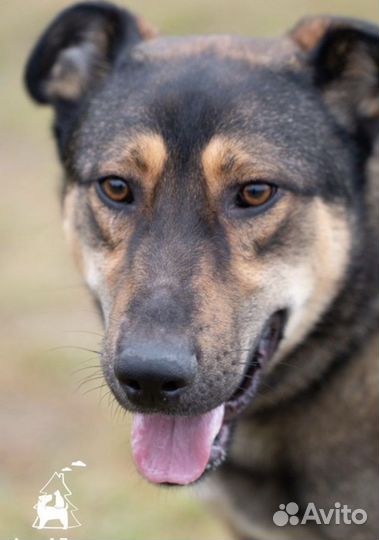 Олимп, необыкновенный пес в добрые руки