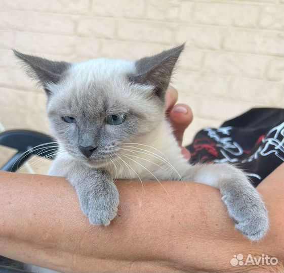 Тася в добрые руки