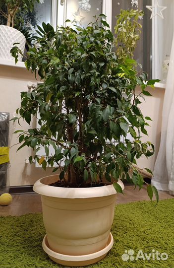 Фикус бенджамина