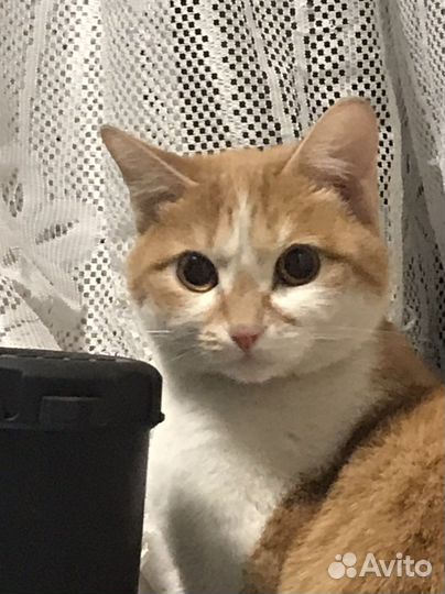 Котята бесплатно