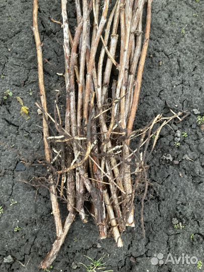 Ветки и корни для декора