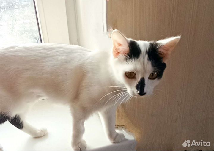 2девочки в добрые руки