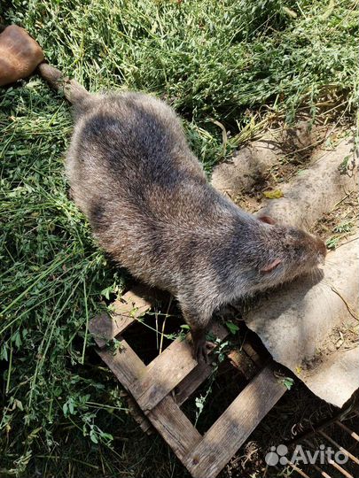 Семья Нутрий