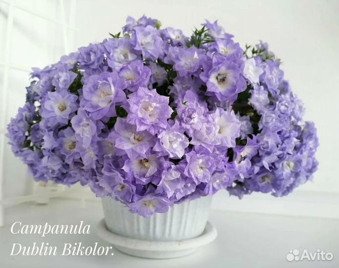 Кампанула Альба