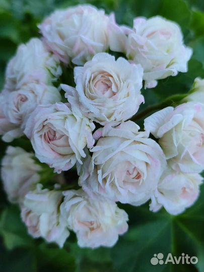 Пеларгонии