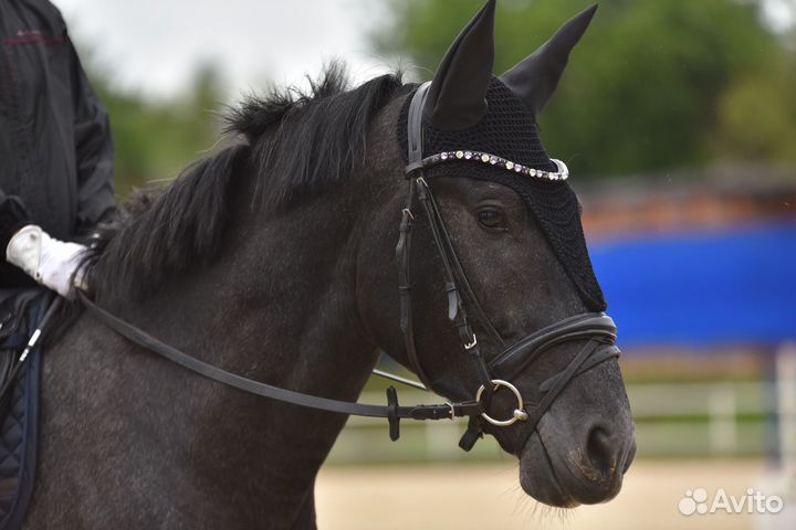 Жеребец 2019г