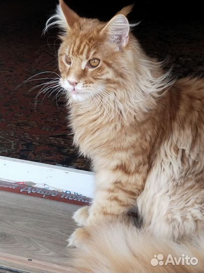 Продам кота породы Мейнкун