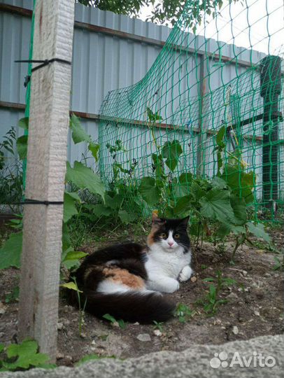 Кошечка потерялась