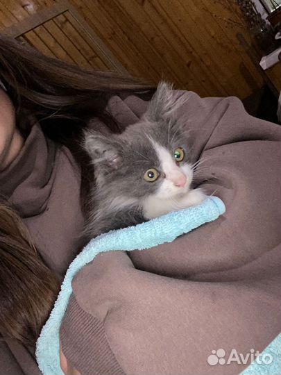 Котенок девочка