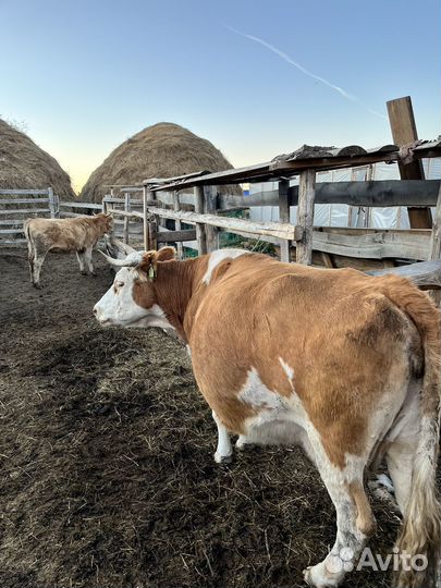 Продам коров