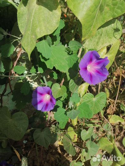 Семена Ипомеи