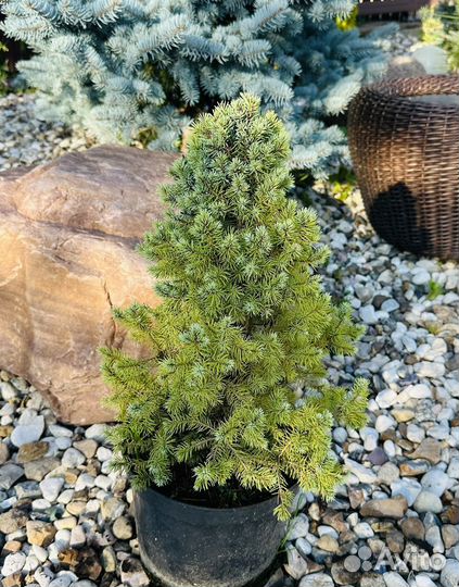 Ель Сандерс Блю 40 см