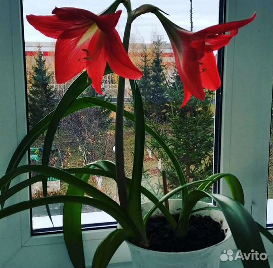 Гиппиаструм