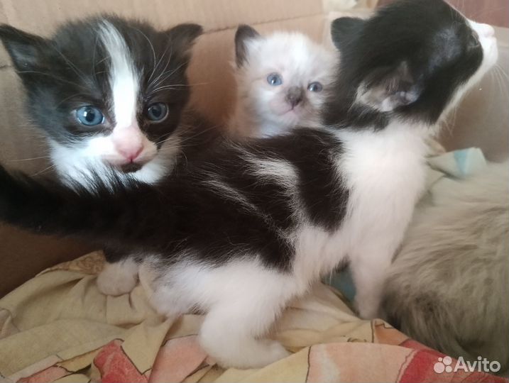 Котята в добрые руки