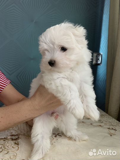 Щенки мальтезе девочка