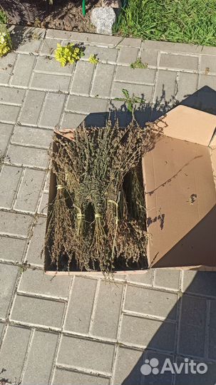 Иссоп сушеный