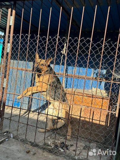 Отдам в добрые руки овчарка