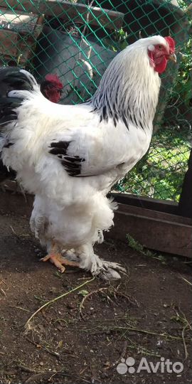 Петух породы брама