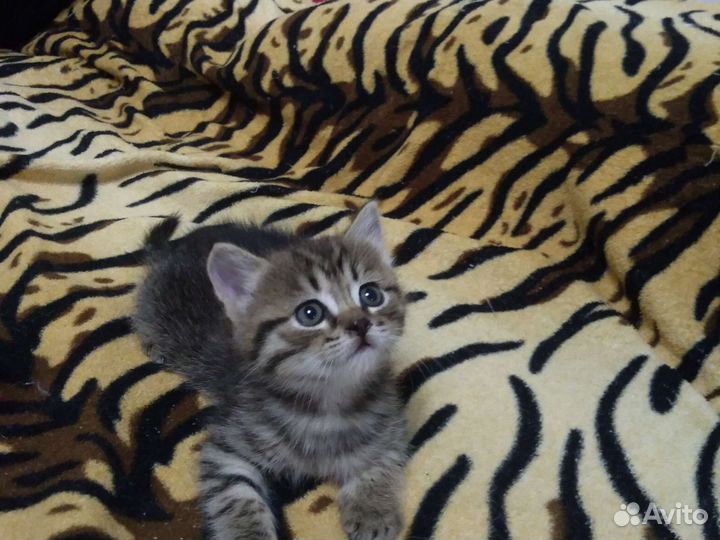 Подарим котенок девочка 1,5 мес