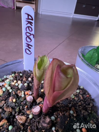 Замиокулькас Акебоно