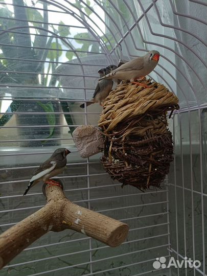 Зебровые амадины