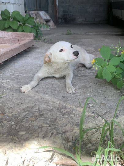 Собака в добрые руки