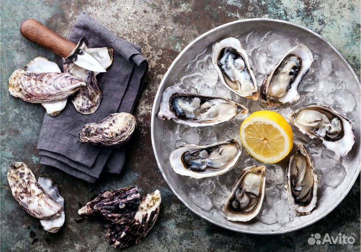 Живые устрицы