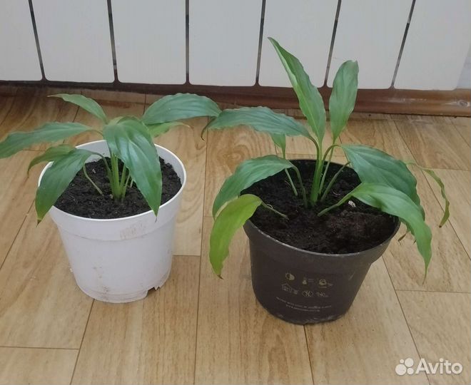 Цветы комнатные