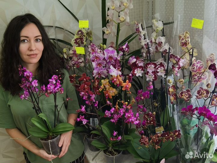 Редкие сортовые цветущие орхидеи фаленопсис