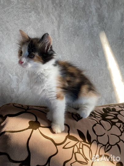 Котенок мальчик