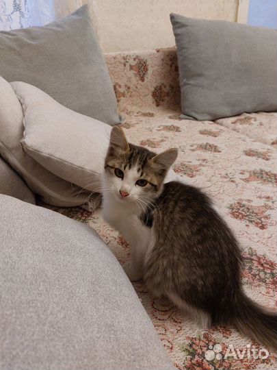 Самые красивые котята
