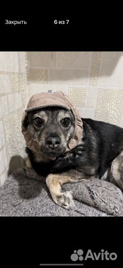 Шапка для собаки