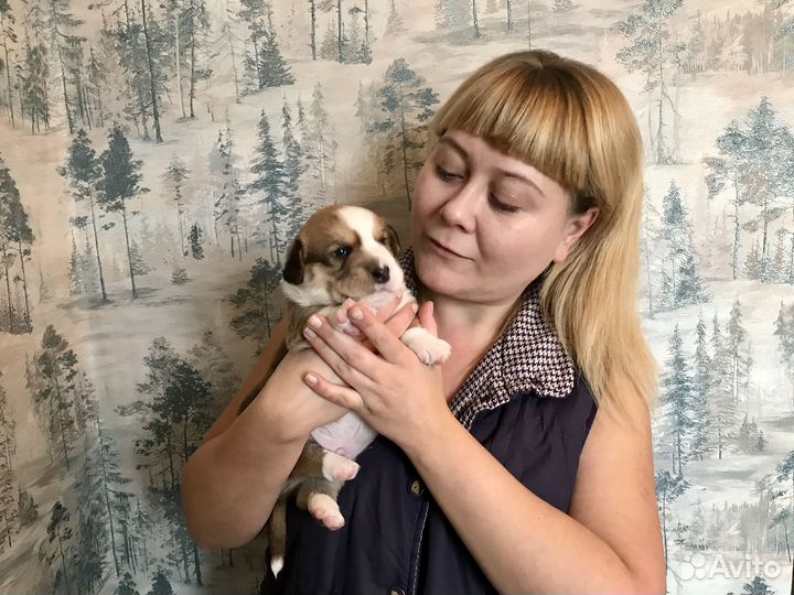 Вельш корги кардиган щенки