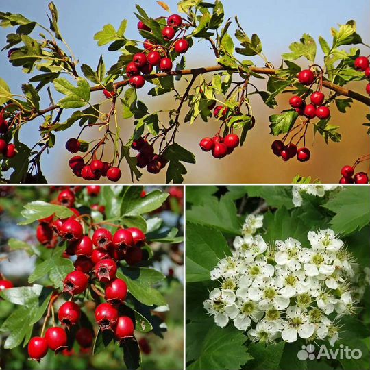 Саженцы Боярышника