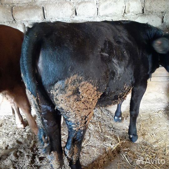 Телки.Возрост 1.2-1.4