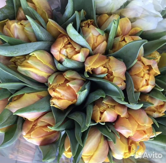 Тюльпаны цветы