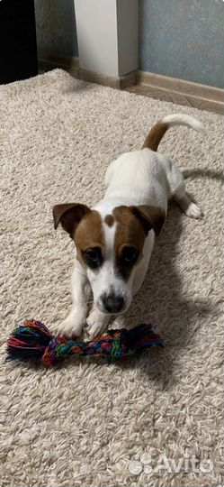 Джек рассел ищет подругу для вязки