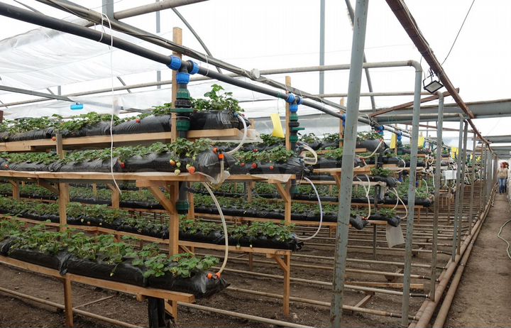 Участок 53 сот. (СНТ, ДНП)